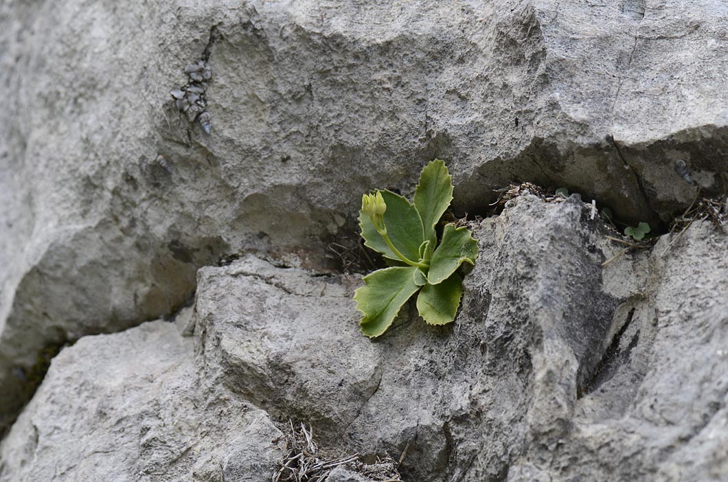 Primula auricula